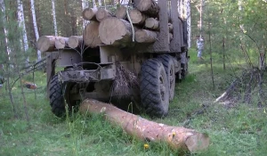 В Алтайском крае задержали "черных лесорубов".