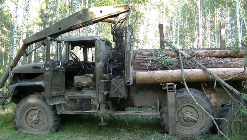 В Алтайском крае задержали "черных лесорубов".