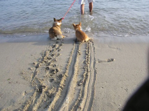 Собаки, которые боятся воды.