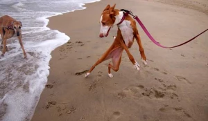 Собаки, которые боятся воды.