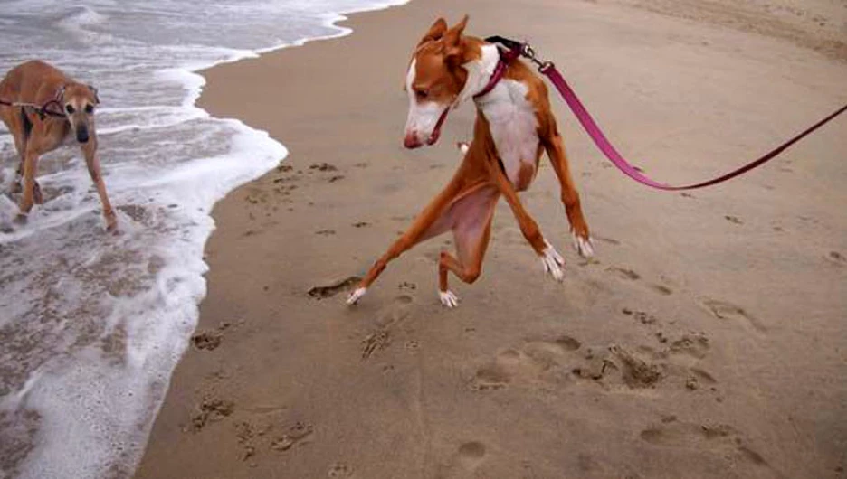 Собаки, которые боятся воды.