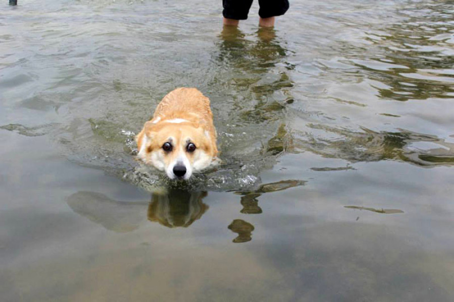 Собаки, которые боятся воды.