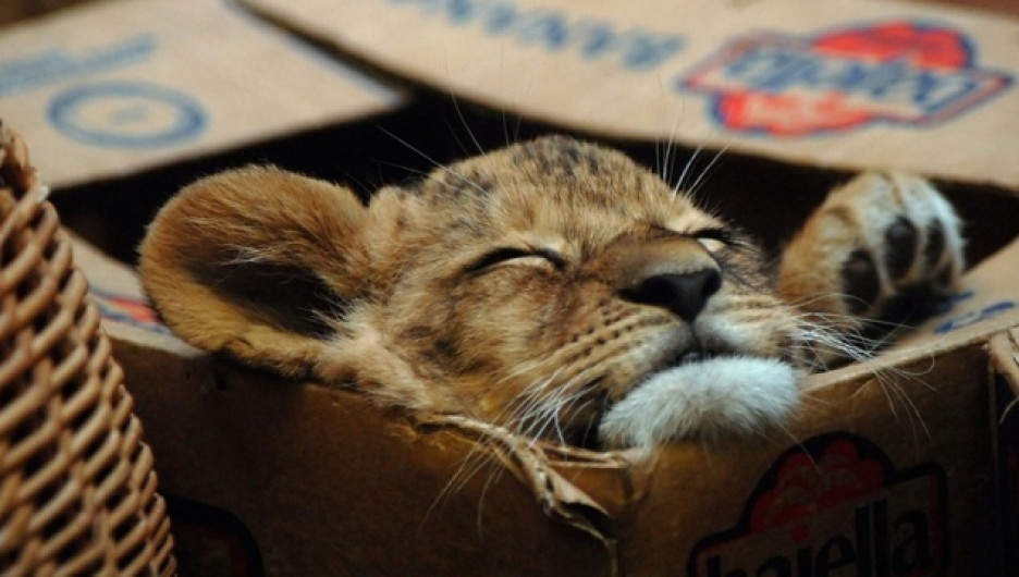 Коты и коробки.