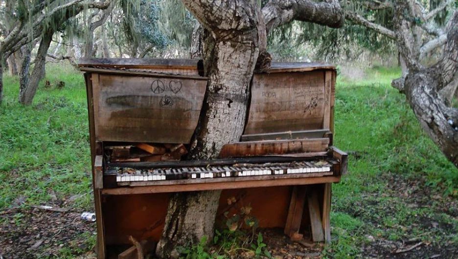 Дерево-пианино, Калифорния.