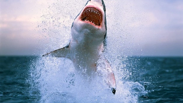"Челюсти". В фильме акула умеет сдавать назад. В жизни - нет.