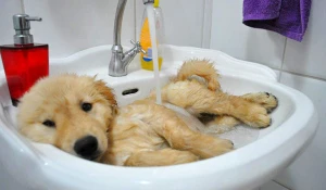 Животные принимают ванну.