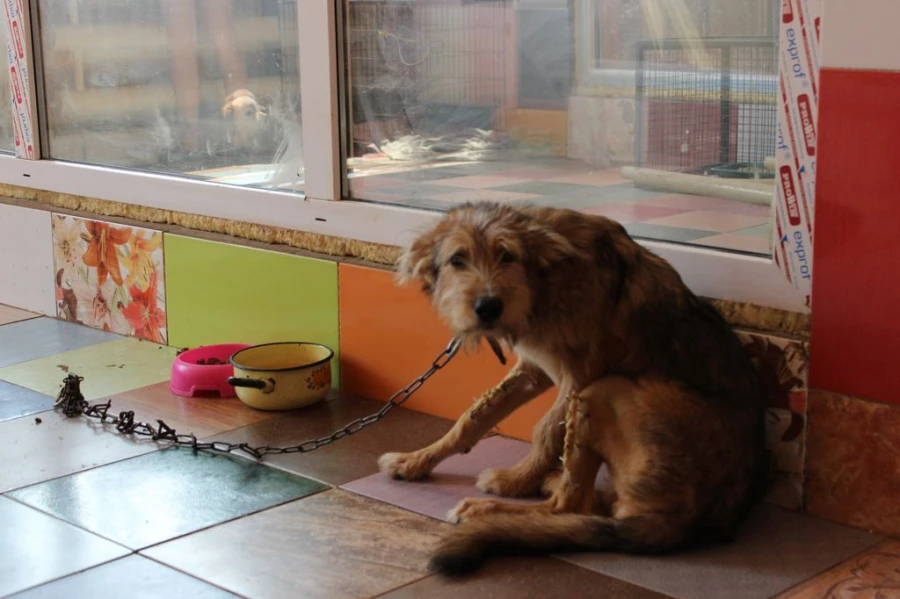 Чупачупс со сломанными лапами.