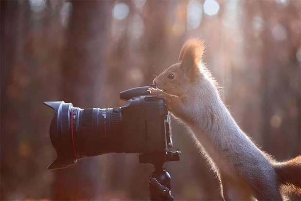 Животные и фотоаппараты.