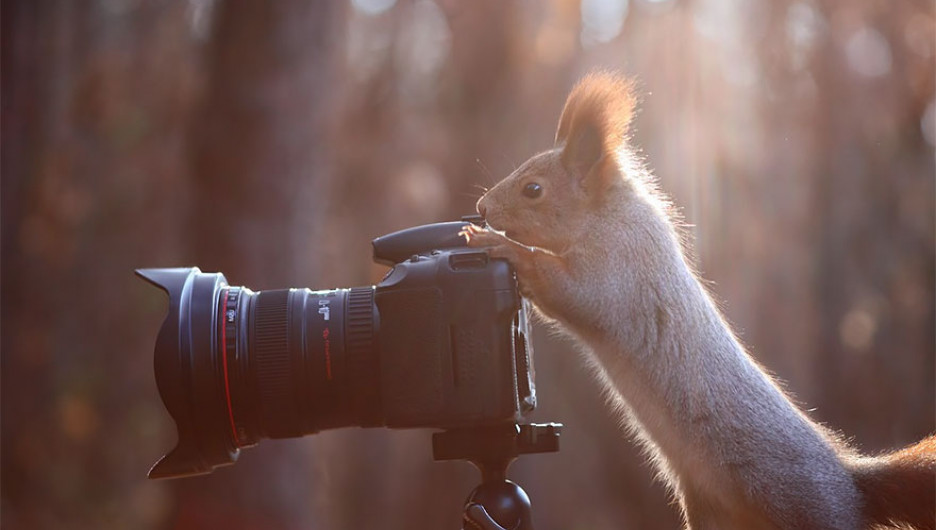 Животные и фотоаппараты.