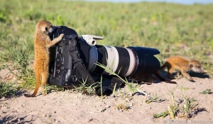 Животные и фотоаппараты.