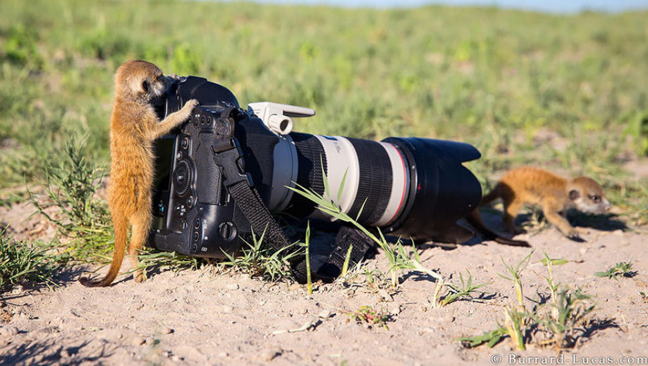 Животные и фотоаппараты.