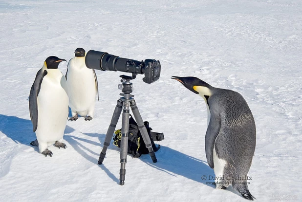 Животные и фотоаппараты.