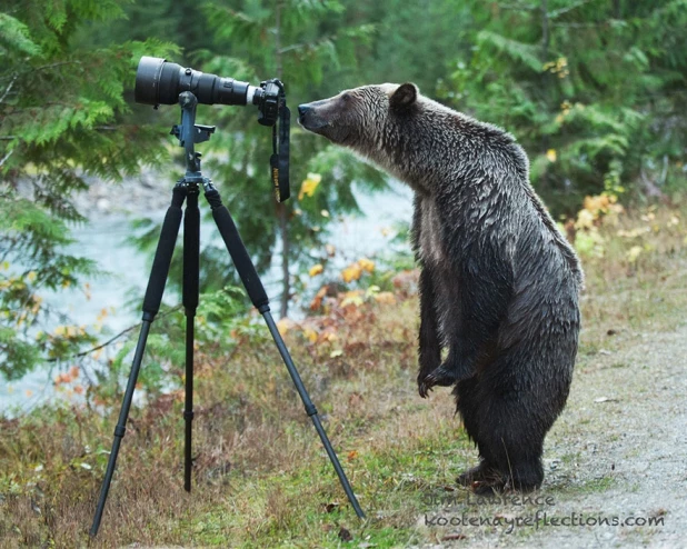 Животные и фотоаппараты.