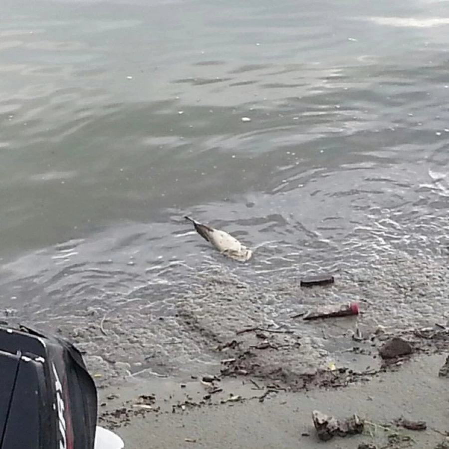 Мертвая рыба на берегу Оби.
