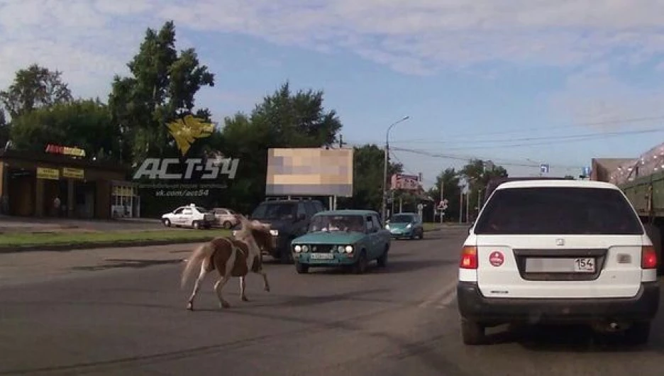 Пони на новосибирской дороге.