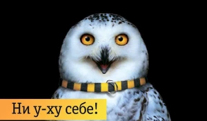 Барнаульца ожидают безумные ночи