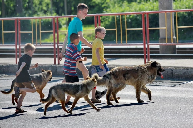 Барнаульские собачки.