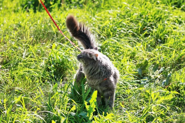 Барнаульский котик.