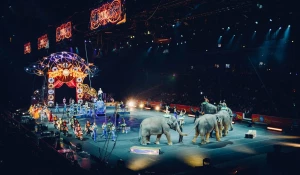 Слоны в цирке.