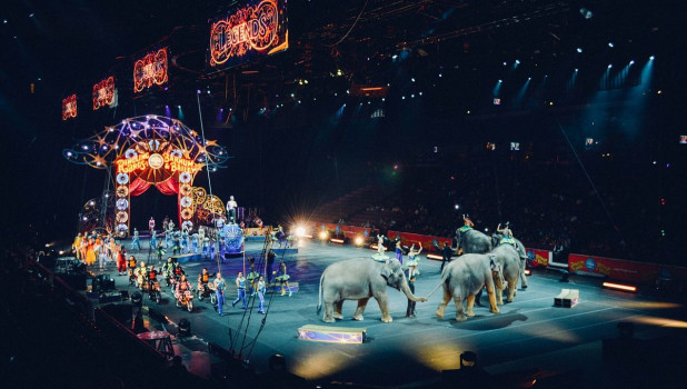 Слоны в цирке.
