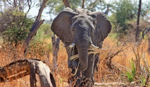 Слон в Африке.