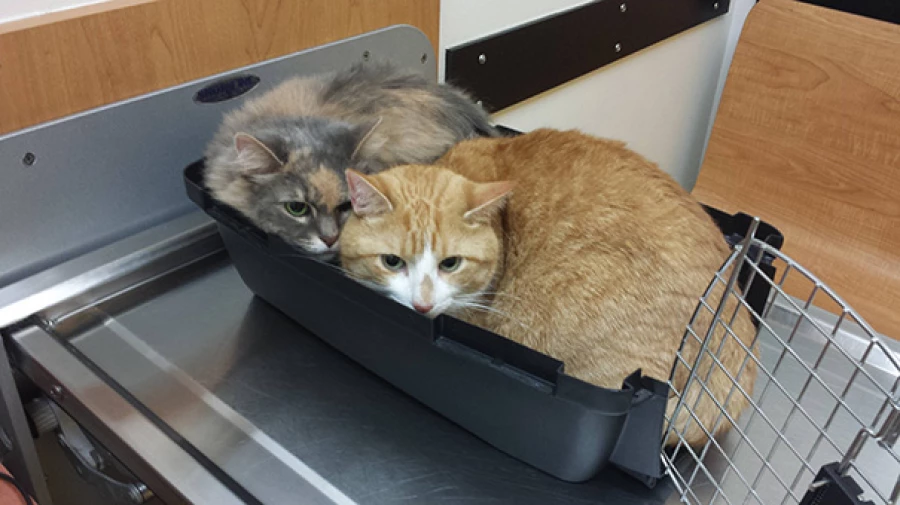 Котики в гостях у ветеринаров.