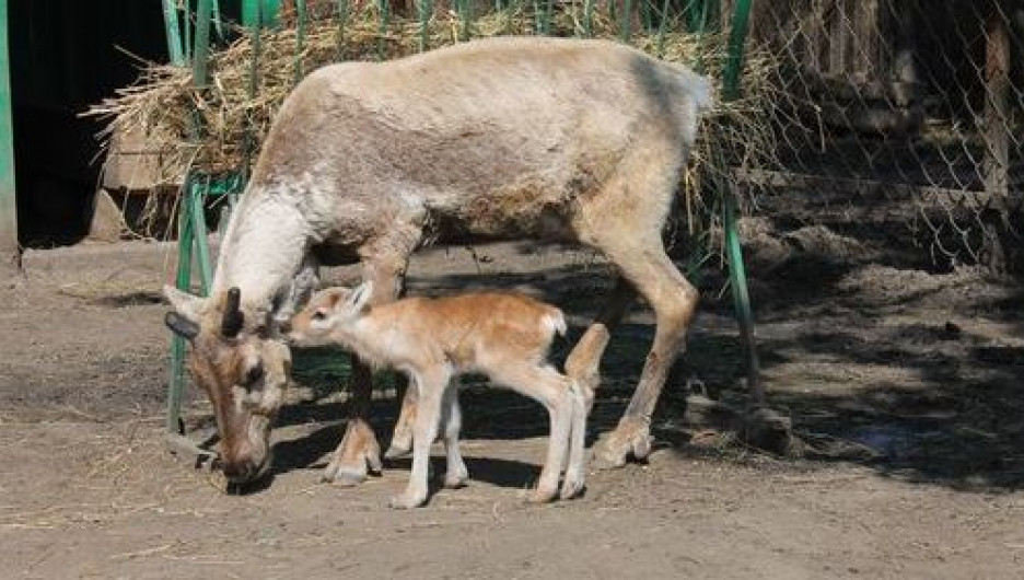 В Барнаульском зоопарке погибла самка оленя.
