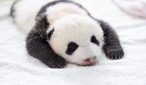 Первая фотосессия юных панд.