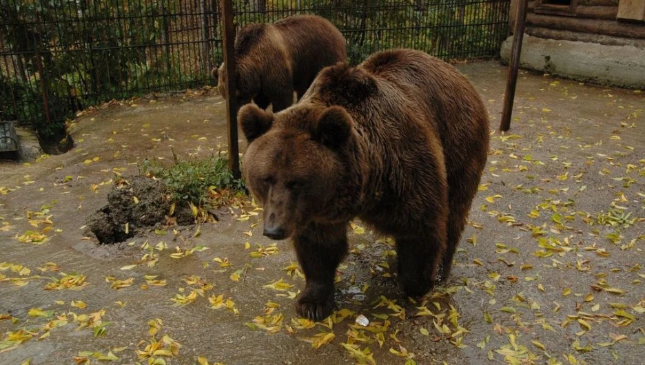 Медведи.