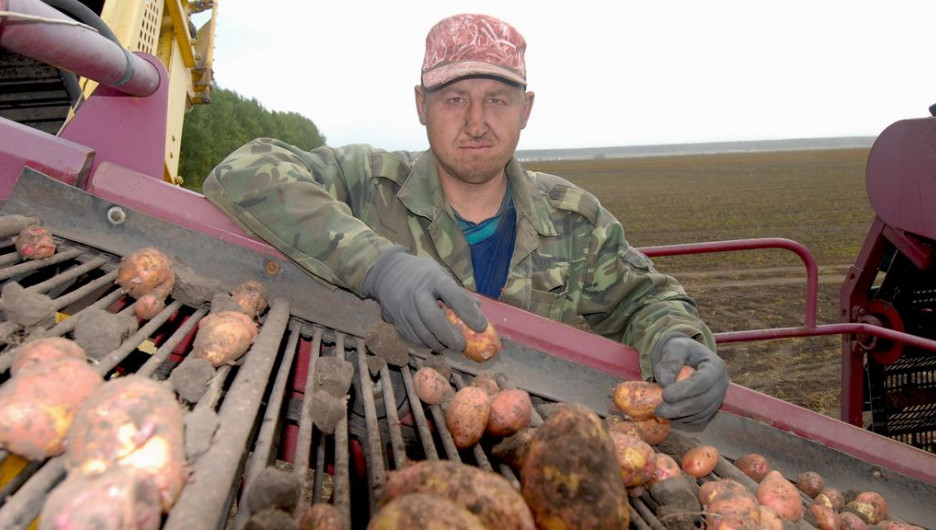 В Алтайском крае собирают картофель для будущих чипсов Lay's.