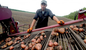 В Алтайском крае собирают картофель для будущих чипсов Lay's.