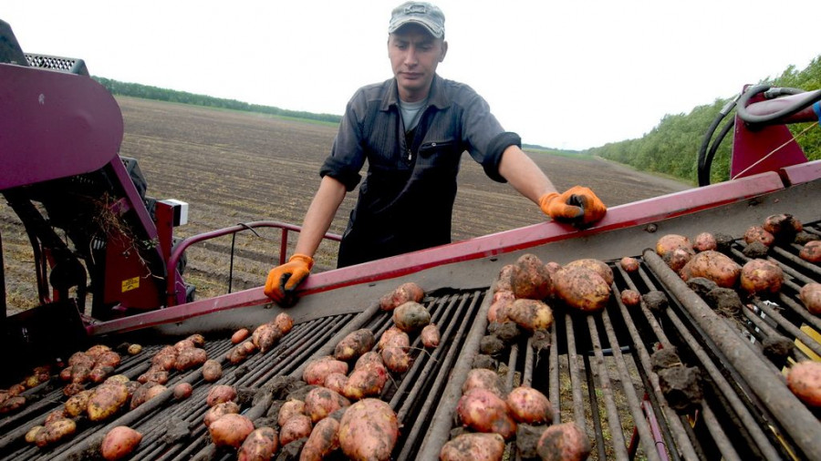 В Алтайском крае собирают картофель для будущих чипсов Lay&#039;s.