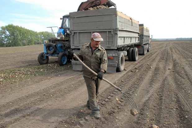 Уборка сахарной свеклы в Алтайском крае. Сентябрь, 2015.