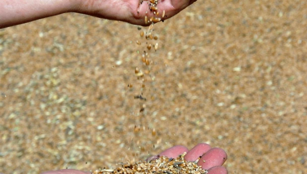 Уборка зерна в Алтайском крае. Сентябрь, 2015.