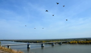 Птицы, осень, Новый мост.