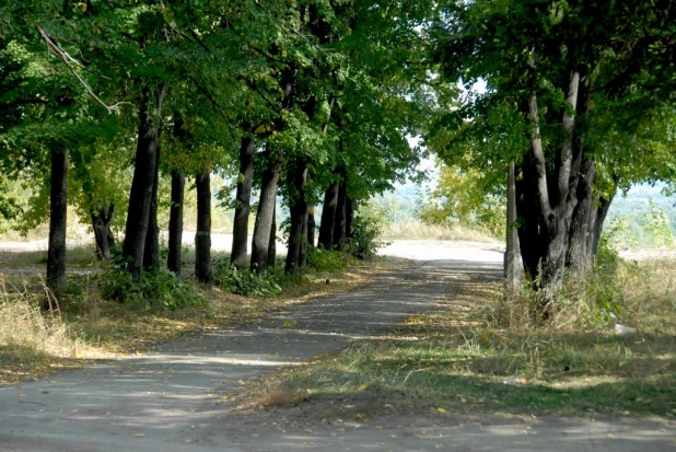 Заросли в Нагорном парке (бывший ВДНХ). Сентябрь, 2015 год.