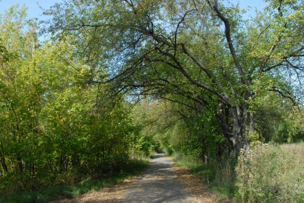 Заросли в Нагорном парке (бывший ВДНХ). Сентябрь, 2015 год.