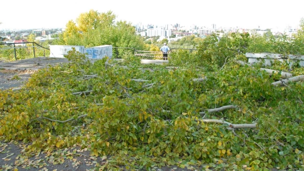 Рубка деревьев в Нагорном парке (бывший ВДНХ). Сентябрь, 2015 год.