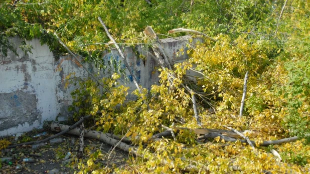 Рубка деревьев в Нагорном парке (бывший ВДНХ). Сентябрь, 2015 год.