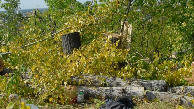 Рубка деревьев в Нагорном парке (бывший ВДНХ). Сентябрь, 2015 год.