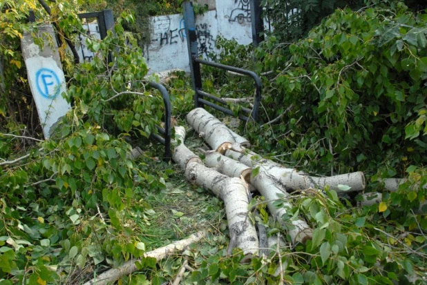 В Нагорном парке (бывший ВДНХ). Сентябрь, 2015 год.