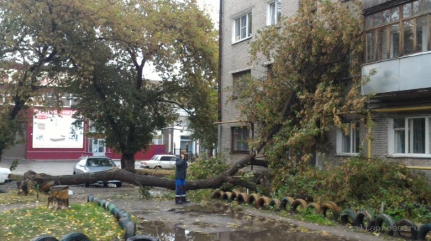 В Барнауле упало дерево.