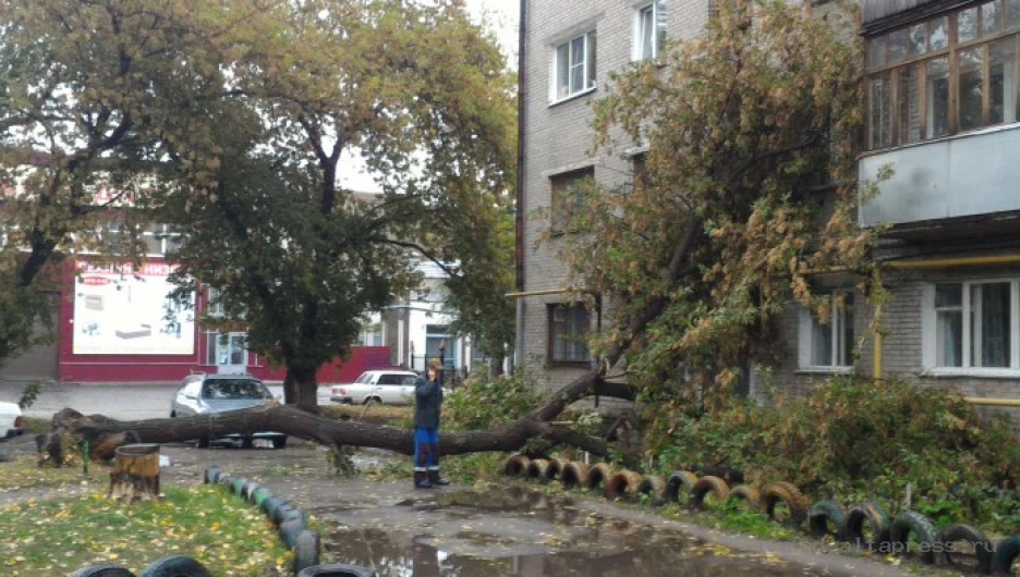 В Барнауле упало дерево.