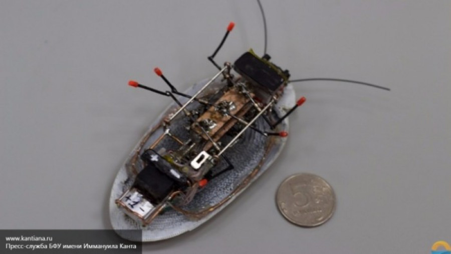 Калининградские ученые сделали робота-таракана.