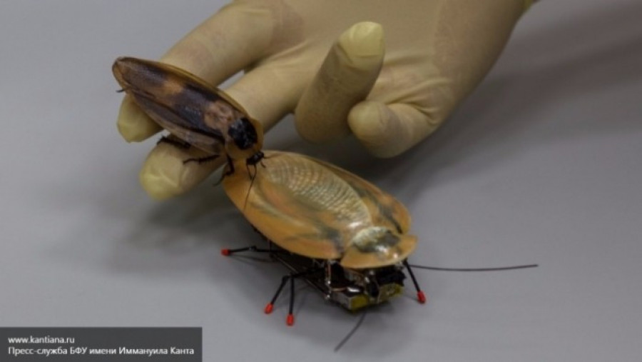 Калининградские ученые сделали робота-таракана.
