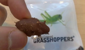 Кузнечики в шоколаде.