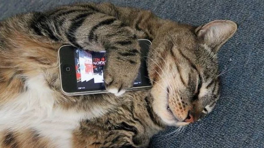 Кот и смартфон.