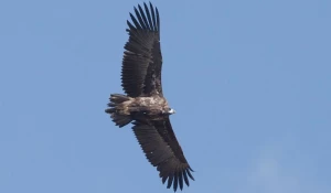 Черный гриф.