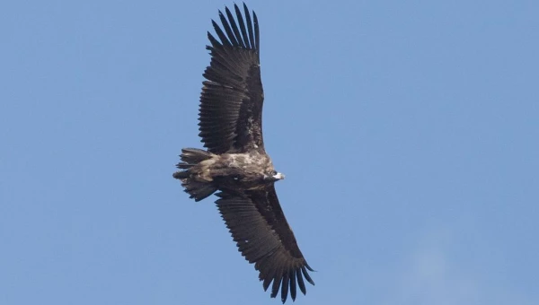 Черный гриф.