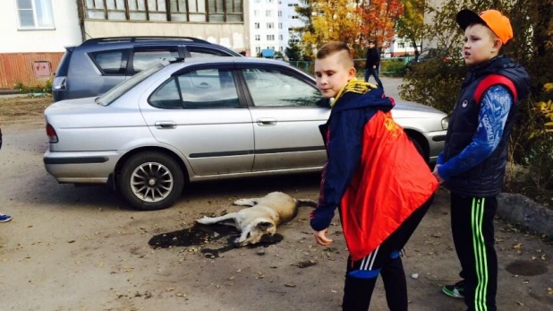 Отравленные собаки в Южном.